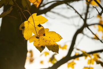 Autumn colorful leaves on the ground and on the trees. Slovakia	