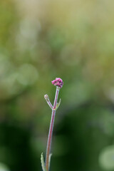 Upright verbena Lollipop