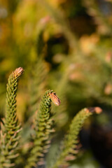 Japanese cedar Dinger