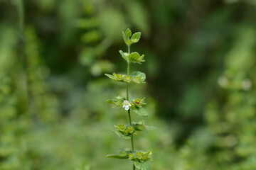 Lemon balm