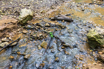 summer, a mountain river at the beginning of the sources in a natural channel under the canopy of...