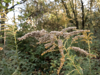 Autumn colorful leaves on the ground and on the trees. Slovakia	