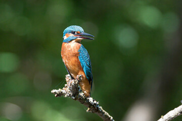 Eisvogel