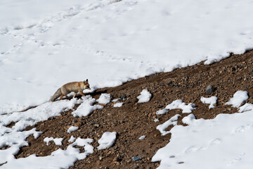 Red fox in Spiti valley, Himachal Pradesh, India