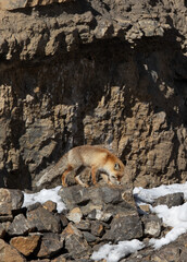 Red fox in the mountains of Spiti valley, Himachal Pradesh, India