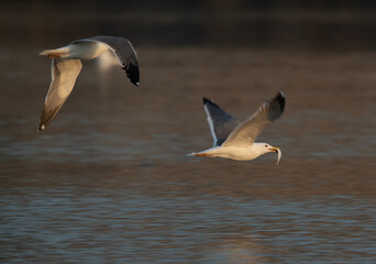Fototapeta na wymiar Lesser Black-backed Gull chasing other for a fish at Tubli bay, Bahrain