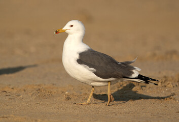 Portrait of a Lesser Black-backed Gull at Busaiteen coast, Bahrain