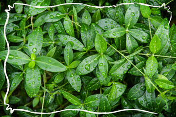 Abstract nature background with green plant leaves and creative frame