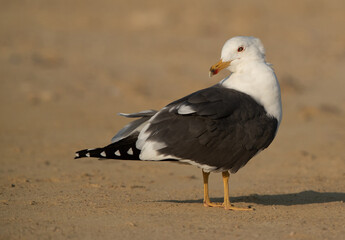 Lesser Black-backed Gull turning its head back at Busaiteen coast, Bahrain