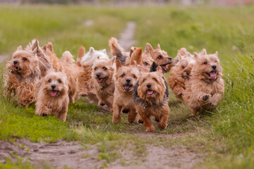 dogs breed norwich terrier on the walk in the field - obrazy, fototapety, plakaty