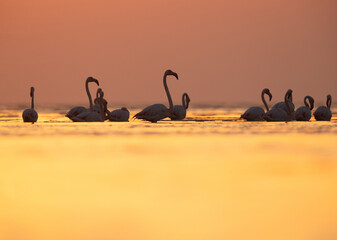 Greater Flamingos with beautiful hue during sunrise at Asker coast of Bahrain