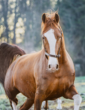 Dutch Harness Horse In The Golden Morning Light, Running Through The Field	