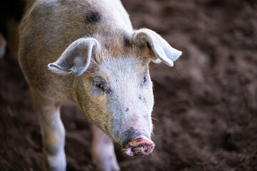 Cute young pig outside. He has big floppy ears.