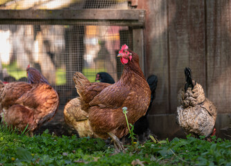 Free range chickens pecking at the ground on grass. 