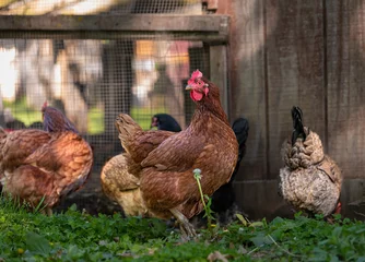 Fotobehang Free range chickens pecking at the ground on grass.  © DebraAnderson