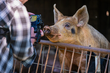 person with a camera taking a photo of a curious pig over a fence. 