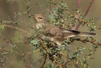 Upchers Warbler at Hamala, Bahrain