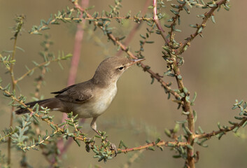 Upchers Warbler perched on green at Hamala, Bahrain