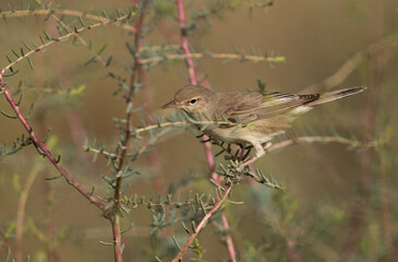 Closeup of a Upchers Warbler perched on green at Hamala, Bahrain