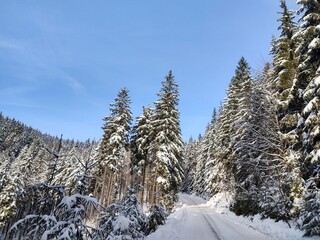 Nature under the snow during winter. Slovakia