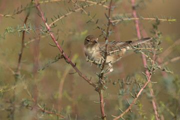 Upchers Warbler perched on bush  at Hamala, Bahrain