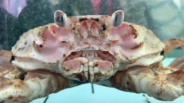 the face of the king crab close-ups, the live crab moves its claws
