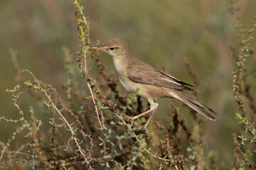 Closeup of a Upchers Warbler perched on green at Hamala, Bahrain