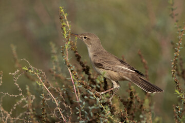 Obraz premium Portrait of a Upchers Warbler perched on green at Hamala, Bahrain