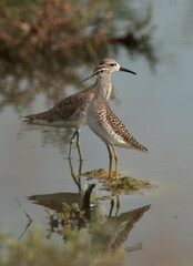 A Wood Sandpiper and a ruff  at hamala, Bahrain