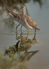 Wood Sandpiper and a ruff at hamala, Bahrain