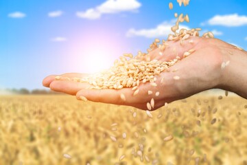 Golden fresh ears of wheat in spring field. Agriculture scene.