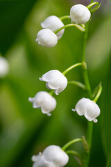 Blooming white lily of the valley with raindrops in springtime macro photography. Garden May bells buds with water drops summertime close-up photo.	