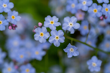 Forget me not flowers on a green background on a sunny day in springtime macro photography....