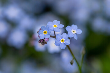 Forget me not flowers on a green background on a sunny day in springtime macro photography. Blooming Myosotis wildflowers with blue petals on a summer day close-up photo.	