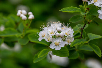 Fluffy white hawthorn flowers on a green background in springtime macro photography. Blossom may-tree plant with white petals on a summer day close-up photo.	