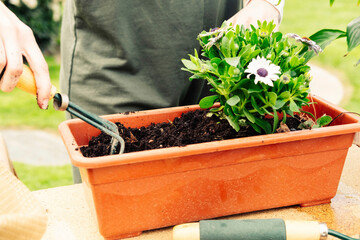 The hands of an unrecognizable person removing soil from a pot with a rake. Gardening concept.