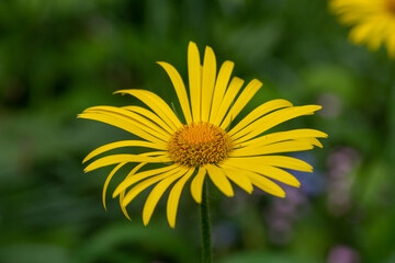 Obraz premium Blooming yellow chamomile flower on a summer sunny day macro photo. Golden marguerite with yellow petals in the meadow close-up photo. Oxeye chamomile in springtime floral background.