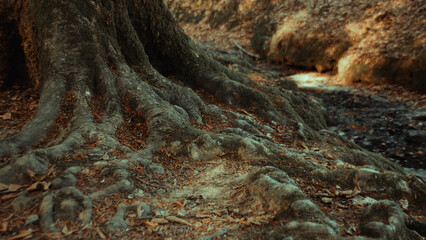 Ancient beech roots in solitary forest in northern Spain with river crossing.