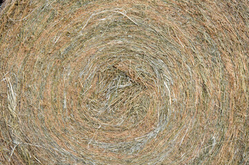 Alfalfa bales in the field