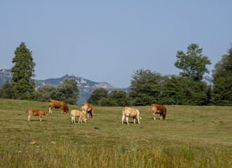 Naklejka na ściany i meble cows pasturing in the field with the mountain in the background