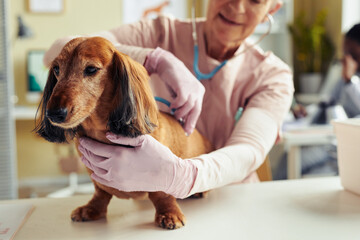 Portrait of cute long haired dachshund at vet checkup with senior veterinarian using stethoscope,...