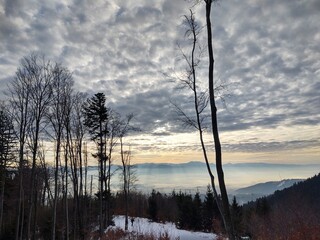 Nature under the snow during winter. Slovakia	