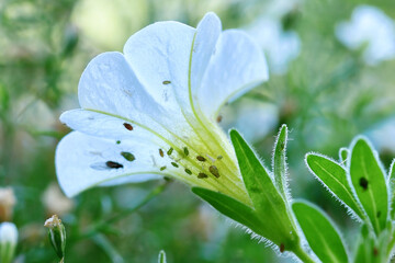 Plant louse pests on white Calibrachoa flower