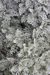 Background with plants cineraria seaside