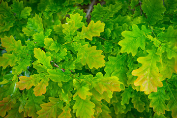 Fototapeta na wymiar Green oak leaves background. Plant and botany nature texture