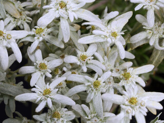 Edelweiss or Leontopodium alpinum blooming, top view background, closeup of a rare alpine flower blossom