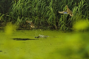duck in the pond