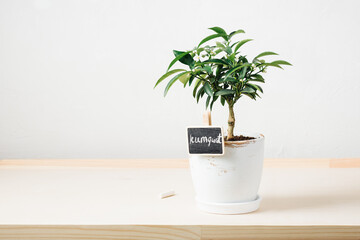 Potted kumquat tree.