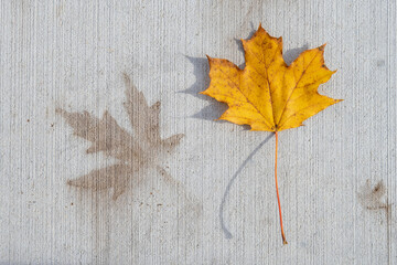 Naklejka na ściany i meble Autumn maple leaf with leaf shaped stain on concrete