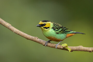 Golden-eared Tanager perched on a branch in the rainforest